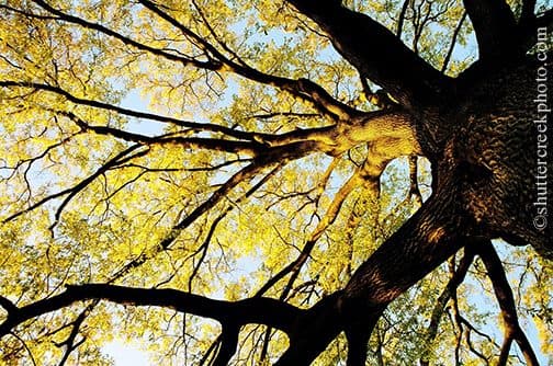looking inward, tree, fall tree,