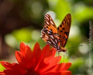 Simple pleasures, butterfly, butterflies, spring, flowers, daisies, summer